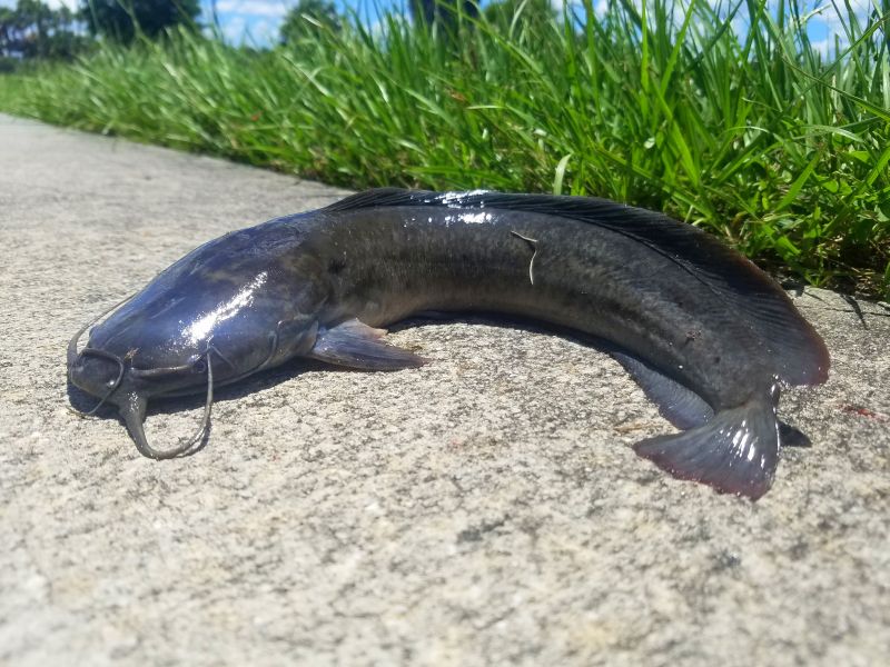 Catfish, Walking Bama_Lia